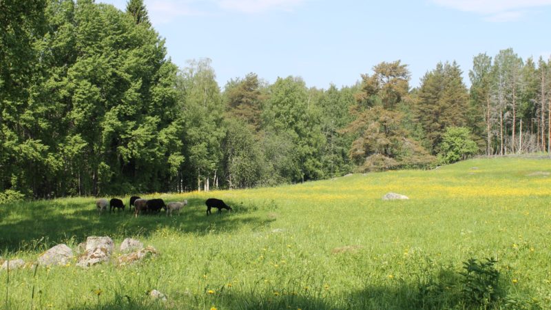 Maaseudun luonnon monimuotoisuusteot esille