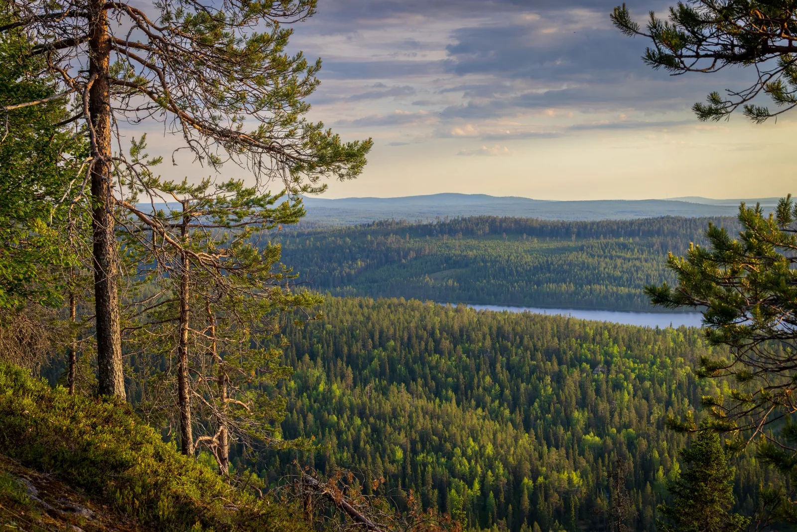 Metsäinen vaaramaisema ja järvi kauempana kesäisessä valossa
